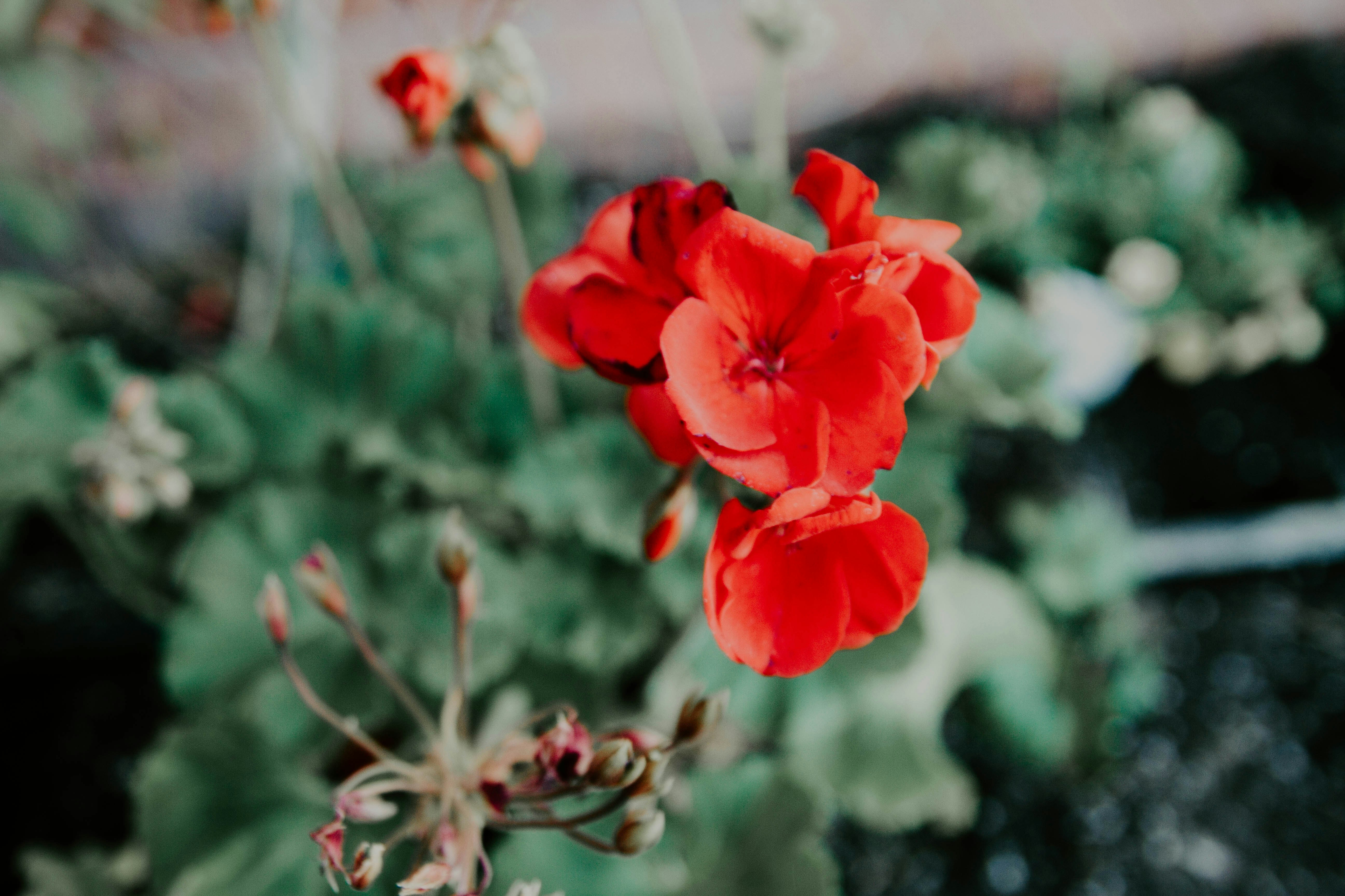 red petaled flower